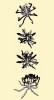 Kopulace nohatky Propallene longiceps. Samec leží na „zádech“,  drží samici na svém „břiše“ (obr. nahoře) a přebírá od ní vajíčka, která oplodňuje (dva obr. uprostřed). Po několika  hodinách se pár rozdělí (dole).  Podle: N. Nakamura a K. Sekiguchi (1980), orig. M. Chumchalová