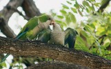 Papoušek mniší (Myiopsitta monachus), pár při sociálním chování. Foto K. Funková