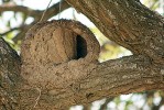 Hrnčiřík prostý (Furnarius rufus) staví hnízda z bláta. Foto K. Funková 