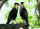 Karančo jižní (Caracara plancus). Foto K. Funková