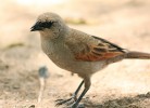 Vlhovec šedohnědý (Agelaioides badius, syn. Molothrus badius) – zástupce početné americké čeledi vlhovcovití (Icteridae), známé množstvím hnízdně parazitických druhů. Foto K. Funková