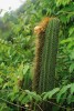 Kaktus Coleocephalocereus fluminensis, druh s nápadnými postranními květonosnými cefálii, endemický  v jihovýchodní Brazílii. Hojně také roste v místě výskytu vzácného  vranečku svíjivého. Foto M. Studnička