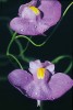 Květy bublinatky dlouholisté. Foto M. Studnička