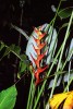 Helikonie moučnatá (Heliconia farinosa) roste na světlinách. Některé druhy rodu, jako i tento, mají stíratelnou bílou kutikulu naspodu listů. Foto M. Studnička