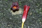 Na liánu Mandevilla atroviolacea z čeledi toješťovitých (Apocynaceae) nás upozornily jen na zem spadlé květy. Listy i květy bývají v nedostupných výšinách, a proto se liány málokdy dají určit. Foto M. Studnička