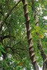 Některé velké dřevnaté liány  (zde snad Banisteriopsis caapi z čeledi Malpighiaceae) se obtáčejí kolem kmenů. V detailu přitom vypadají, jako by srostlo více lodyh dohromady. Foto M. Studnička