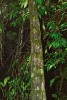 Asi 15 cm široký zploštělý a „promačkávaný“ stonek liány bauhinie guyanské (Bauhinia guianensis). Okolní listy však liáně nepatří, podobně jako jiné bauhinie má listy na konci rozdvojené hlubokým klínovitým zářezem. Foto M. Studnička