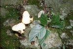 Rozříznutím hlízy epifytního druhu sinningie Douglasovy (Sinningia  douglasii) byla popřena domněnka,  že by mohlo jít o myrmekofilní rostlinu. Foto M. Studnička