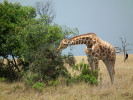 Žirafa síťovaná (Giraffa  reticulata) obývá  kromě severovýchodní Keni pravděpodobně také jižní Etiopii a jižní Somálsko.  Její početnost se za tři dekády snížila  téměř o polovinu. Soukromá rezervace  Ol Pejeta, Keňa. Foto J. Plesník