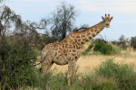 Žirafa angolská (Giraffa  giraffa angolensis)  již není považována za ohroženou   vyhubením, nebo vyhynutím –   její početnost se za posledních 30 let  zdvojnásobila. Většina jedinců žije  v Namibii, odkud je také tento snímek.  Soukromá rezervace Naankuse. Foto J. Plesník