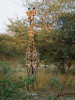  Nejhojnějším poddruhem žiraf  zůstává nadále žirafa kapská (Giraffa  giraffa  giraffa). Jihoafrická republika, kde se  vyskytuje nejen v chráněných územích,   ale i v nechráněné krajině, zejména na  soukromých farmách, hostí polovinu  celé její populace. Národní park Pilanes berg. Foto J. Plesník