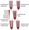 Mapa distribuce cytokininů v kořenové špičce. Mapa byla zkonstruována ze čtyř mutantních linií huseníčku rolního (Arabidopsis thaliana) značených pomocí zeleného fluorescenčního proteinu (GFP) vneseného do specifických buněk kořenové špičky (jde o různé typy buněk). Koncentrace jednotlivých metabolitů  se pohybovaly na hladinách femtomoly/100 000 sortovaných protoplastů  (femtomol – 10-15 molu) a výsledné  koncentrace cytokininů v buňkách  značených GFP byly normalizovány  na cytokininové koncentrace odpovídajících GFP-neznačeným protoplastům.  Upraveno podle: I. Antoniadi a kol. (2015). Orig. O. Novák