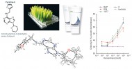 Cytokininový derivát pyratin vyvinutý v Ústavu experimentální botaniky  Akademie věd skupinou vědců pod vedením autorů tohoto článku se stal patentovanou součástí kosmetických  přípravků řady Pyratine. Orig. K. Doležal a O. Blahoušek