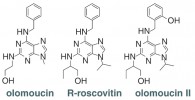 Olomoucin, R-roscovitin a olomoucin II – deriváty 6-benzylaminopurinu  a orto-topolinu s protinádorovou aktivitou, inhibující cyklin-dependentní kinázy, jež hrají významnou úlohu v regulaci buněčného cyklu. Blíže v textu. Orig. O. Blahoušek