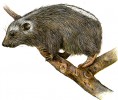 Daman pralesní (Dendrohyrax dorsalis) není v současnosti v zoologických zahradách chován vůbec. Orig. M. Chumchalová, podle různých zdrojů 