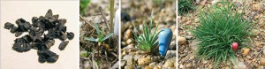 Životní cyklus hvozdíku písečného českého (Dianthus arenarius subsp.  bohemicus) se skládá z pěti fází.  Zleva: semena, semenáčky, malé a velké nekvetoucí rostliny, pátým stadiem jsou kvetoucí exempláře. Foto T. Dostálek