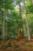 Datel černý vyhledává les s různě starými stromy a s mrtvým dřevem. Foto Z. Tyller