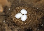 Datli kladou na dno dutiny hluboké až 60 cm a vystlané třískami  3–5 vajec; v dutině nepotřebují maskování a jsou čistě bílá. Foto V. Šena 