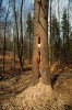 Otvory vzniklé při tesání a vybírání dřevokazných mravenců mohou být velké i 50 × 20 cm. Datla prozradí také  až 10 cm dlouhé třísky u paty kmene. Foto P. Šaj