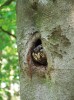 Některé populace sýce rousného (Aegolius funereus) jsou při hnízdění  na datlích dutinách závislé.  Z archivu Dobrovolného ekologického spolku – ochrana ptactva Plzeň