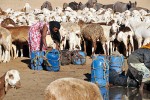 Společným rysem sahelských  pastevců je chov velkého počtu domácích zvířat a především starost o jejich každodenní napojení. Foto V. Černý