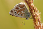 Modrásek vikvicový (Polyommatus coridon) patřil ještě před 15 lety v Praze mezi 10 nejhojnějších druhů denních motýlů. V současné době je na ústupu z mnoha xerotermních lokalit. Foto M. Zlatník