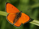 Ohniváček černočárný (Lycaena dispar) je novým přírůstkem do fauny denních motýlů Prahy. Pozvolna se šíří i nadále, můžeme tedy očekávat nárůst počtu jeho lokalit. Foto M. Vojtíšek