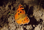 Babočka jilmová (Nymphalis polychloros) patří k velkým babočkám s výrazně fluktuujícími populacemi. V současné době se do Prahy zvolna  vrací. Foto M. Zlatník