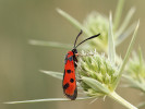 Vřetenuška pozdní (Zygaena laeta) patří k našim nejbarevnějším zástupcům této heliofilní (slunomilné) čeledi.  Na území Prahy se nachází jen velmi málo jejích doložených lokalit. Potkat  ji můžeme např. na suchých stráních s porosty máčky ladní (Eryngium campestre) v přírodní rezervaci Prokopské údolí nebo přírodní památce Baba. Foto M. Vojtíšek