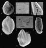 Snímky nepravidelně narostlých schránek a vrteb (stop po činnosti jiných organismů) ve stěnách schránek.  Zleva: Peneroplis planatus, boční pohled, s mutací v nárůstu nejmladších komůrek, zvětšení 75× (a), detail vrteb  ve stěně, 270× (b) a vrtby v pórech ústí, 190× (c). Druh Quinqueloculina pseudobuchiana, boční pohled, 100× (d), vrtby ve stěně, 1 000× (e). Nepravidelně vyvinutý jedinec blízký rodu Pseudotriloculina, zvětšení 150× (f). Zástupce blízký  Q. auberiana, rovněž s nepravidelným vývojem (g). Foto A. Poštulková