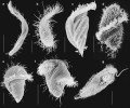 Příklady nálevníků skupiny  Metopida – Tropidoatractus ariella (a), Palmarella salina (b), T. acuminatus (c), Brachonella contorta (d), Urostomides bacillatus (e), Idiometopus turbo (f) a Metopus nasutus (g).  Skenovací elektronová mikroskopie. Měřítka 25 μm (a, c–g), 10 μm (b).  Snímky: J. Rotterová a W. Bourland