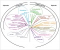 Přehled hlavních evolučních linií eukaryot. Neprotistní linie jsou podtrženy, superskupiny vyznačeny barevně.  Uvedeny jsou i taxony nadřazené  superskupinám – Diaphoretickes, Amorphea, Opimoda a Diphoda. Orig. I. Čepička