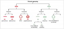 Typy virových genomů s příklady zástupců. Jako virus hepatitidy D je označován virusoid – infekční kruhová ssRNA bez vlastní kapsidy, který zneužívá kapsidy viru hepatitidy B a v nich se spolupřenáší do hostitelských buněk. Orig. M. Fraiberk