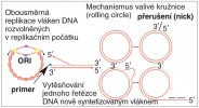 Různé mechanismy replikace virových DNA genomů. Orig. M. Fraiberk