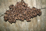 Netopýr velký (Myotis myotis) je nejhojnějším druhem netopýra na zimovištích chráněné krajinné oblasti Český kras. Každoročně představuje více než 60 % všech zimujících jedinců a na řadě lokalit vznikají početné shluky až 250 exemplářů. Foto V. Hanzal