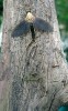 Jepice dlouhochvostá (Palingenia fuliginosa) je známa svým spektakulárním masovým rojením, které lze v současnosti pozorovat jen v dolním toku Dunaje a Tisy, kde se nazývá „květ Tisy“. Tento druh vyhynul v západní Evropě v první polovině minulého stol.,  v ČR se vyskytoval ještě na jeho začátku v dolním toku Moravy. Foto P. Štěpánek