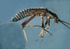 Pošvatka Taeniopteryx hubaulti – vzácný druh citlivý na změny prostředí. Foto J. Bojková