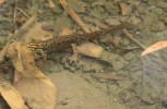 Čolek obecný (Lissotriton vulgaris) – samec ve vodní fázi života. Foto A. Funk
