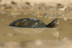 Poznatky o výskytu poddruhů želvy bahenní (Emys orbicularis) v Malé Asii nejsou zatím dostatečné. Foto V. Víta