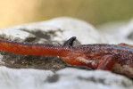 Zvláštní útvar na těle samců rodu Lyciasalamandra (pseudopenis) slouží  ke stimulaci samice při páření. Foto D. Koleška