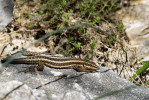 Taxonomie ještěrek rodu Anatolo­lacerta prodělala opakované změny. Foto T. Holer