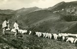 Pastva ovcí (podobně jako dobytka) vedla v Nízkých Tatrách ke snížení horní hranice lesa. Foto z archivu Horehronského muzea v Brezně