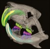 Osteologická analýza lebek (laboratorní myš) může v přístrojích pro mikroCT probíhat  bez předchozího odstraňování měkkých tkání usmrcených zvířat. Zubní aparát na prostorovém 3D modelu s barevným zvýrazněním jednotlivých složek zubů horní a dolní čelisti. U horní čelisti je sklovina zubů kolorována žlutě a dentin zeleně, u dolní čelisti sklovina řezáků bíle, sklovina stoliček fialově, dentin řezáků světle modře a dentin stoliček tmavě modře. Poloprůhledné zobrazení lebečních kostí umožňuje vidět kořeny zubů zasahujících do čelisti. Obr. byl nasnímán na přístroji Skyscan 1176 (Bruker), výsledné zobrazení na základě rekonstrukcí virtuálních řezů pak vzniklo v programu CTvox (Bruker), barevný 3D model byl konstruován z těchto řezů ve volně dostupném programu ITK-Snap (www.iksnap.org). Foto F. Špoutil, České centrum  pro fenogenomiku na Ústavu molekulární genetiky AV ČR při centru BIOCEV