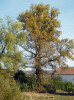 olitéra topolu černého. Počedělice na Lounsku. Foto P. Štochlová
