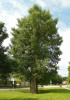 Památný strom topolu černého (Populus nigra), Dobřejovice u Prahy. Foto K. Novotná