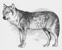 Vlk obecný (Canis lupus) byl  nepochybně předkem psa domácího  (C. familiaris), ale výchozí populace,  ve které proběhla prvotní domestikace, již dnes možná neexistuje. Orig. J. Dungel