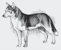 Sibiřský husky patří k plemenům geneticky nejbližším původně domestikovaným psům. Orig. J. Dungel