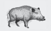 Prase divoké (Sus scrofa).  Orig. J. Dungel