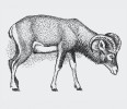 Ovce kruhorohá (Ovis orientalis) – pravděpodobný předek ovce domácí  (O. aries). Mufloni ze středomořských ostrovů jsou potomci zdivočelých  domácích ovcí. Orig. J. Dungel