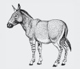 Osel africký (Equus africanus), předek osla domácího (E. asinus). Orig. J. Dungel